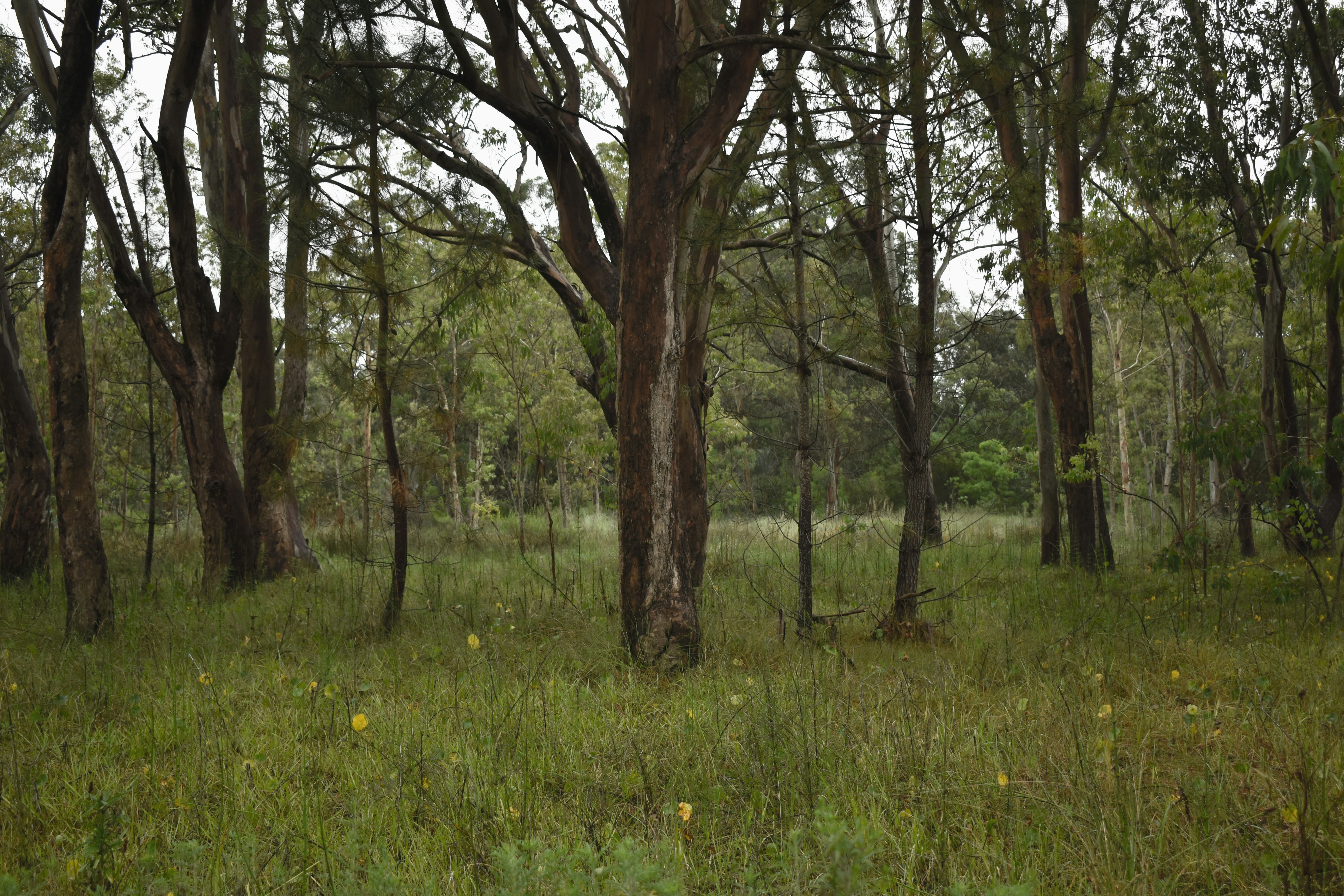 a grassy area with trees in it