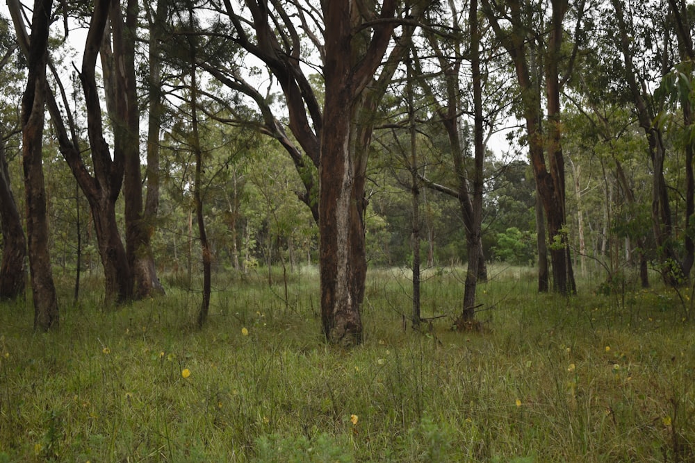 a grassy area with trees in it