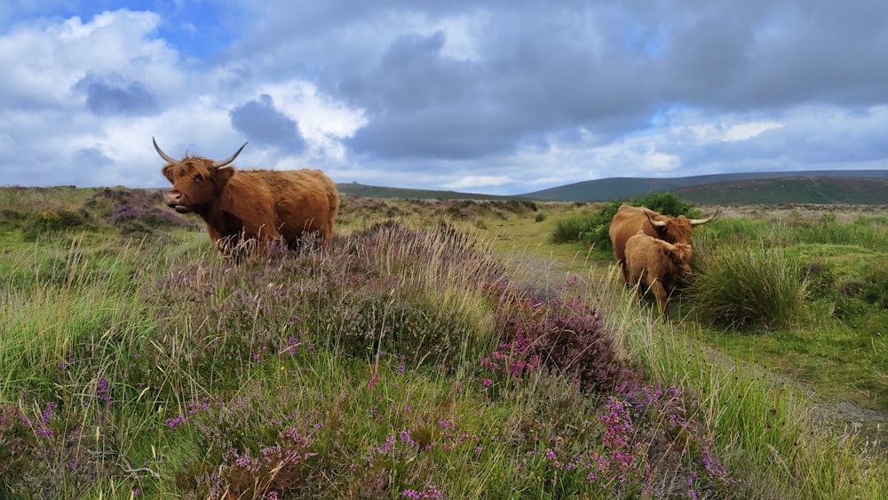 a group of cows stand in a grassy field