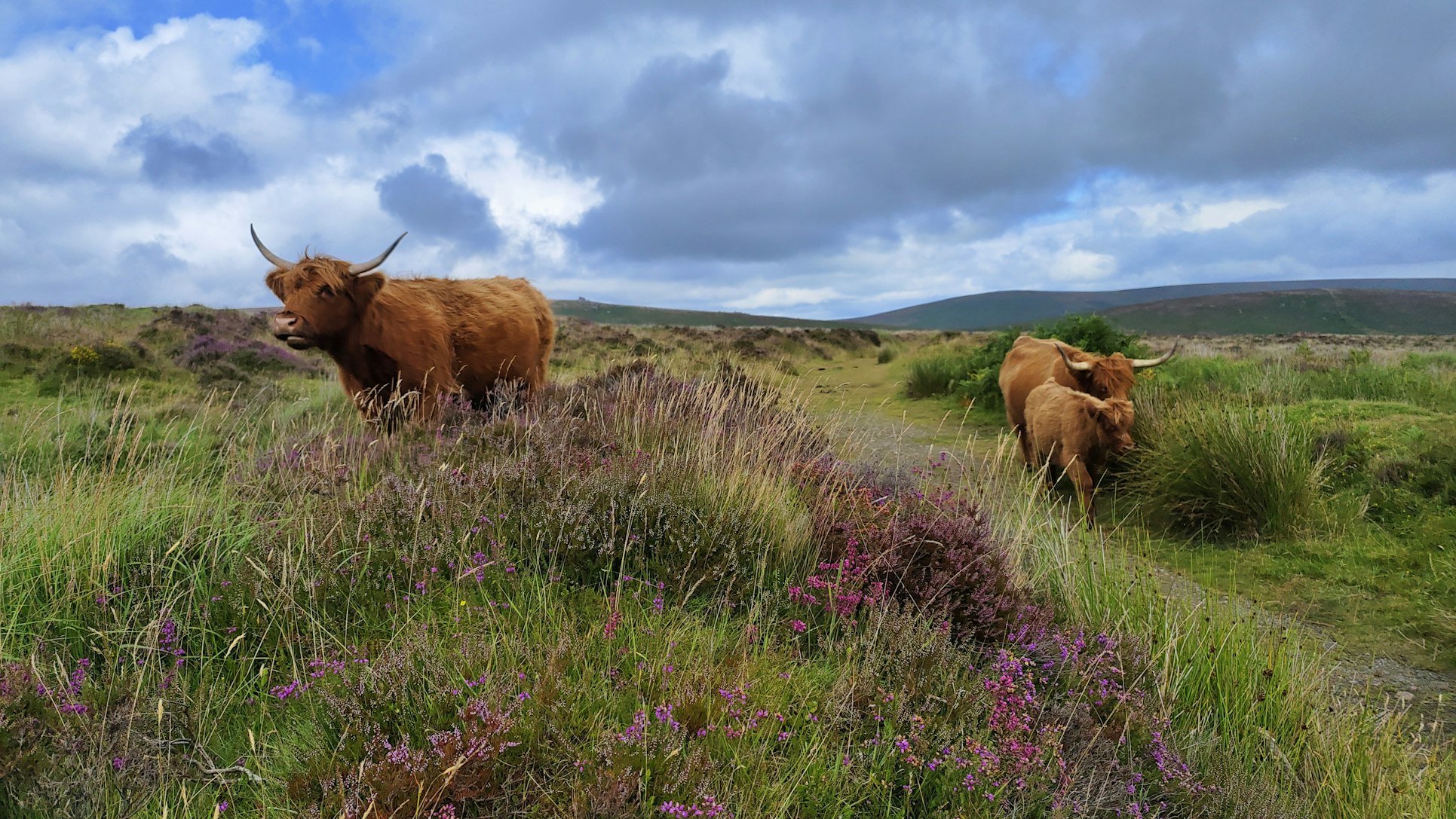 Dartmoor National Park image