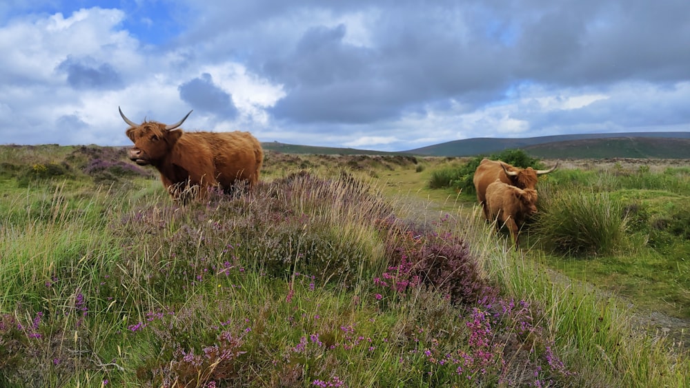 Un grupo de vacas se para en un campo cubierto de hierba