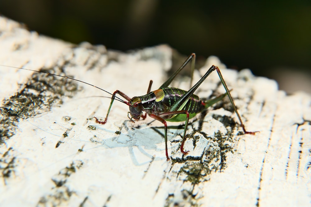 a close up of a bug