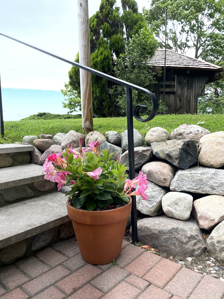 Ornamental Plants