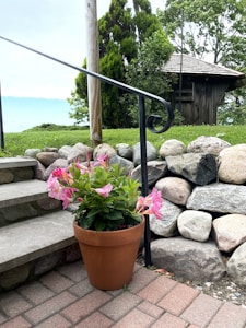 Ornamental Plants
