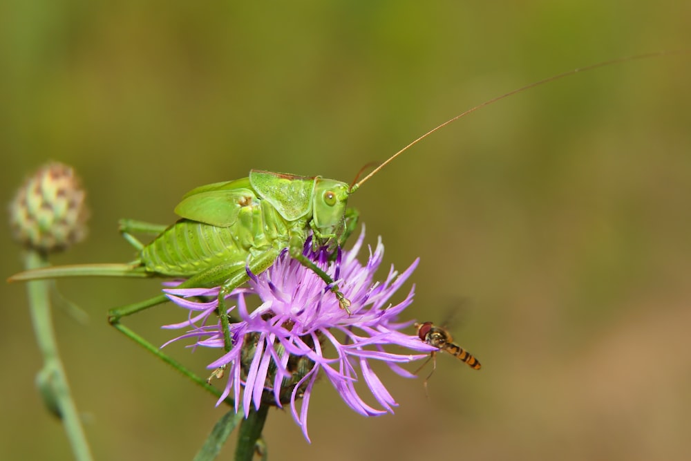 a green and white insect on a purple flower