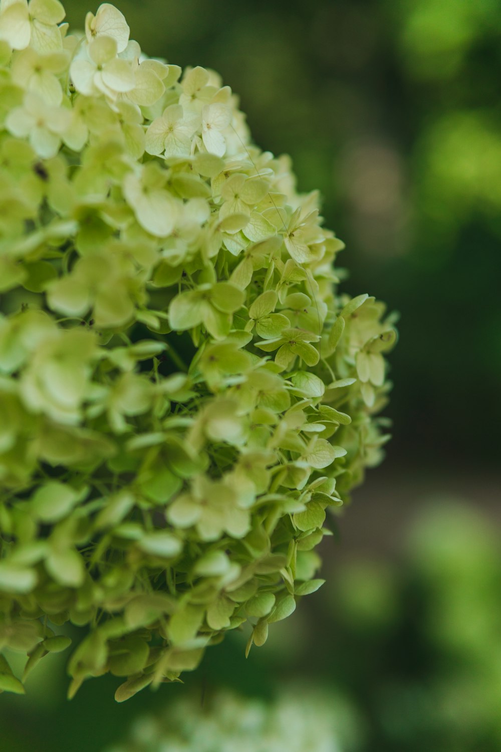 a close up of a plant