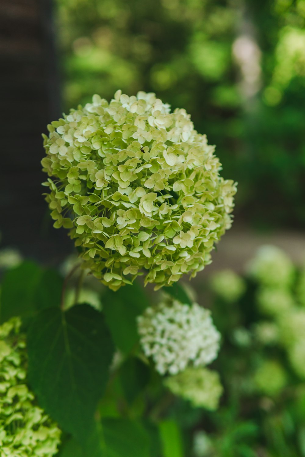 a close up of a plant