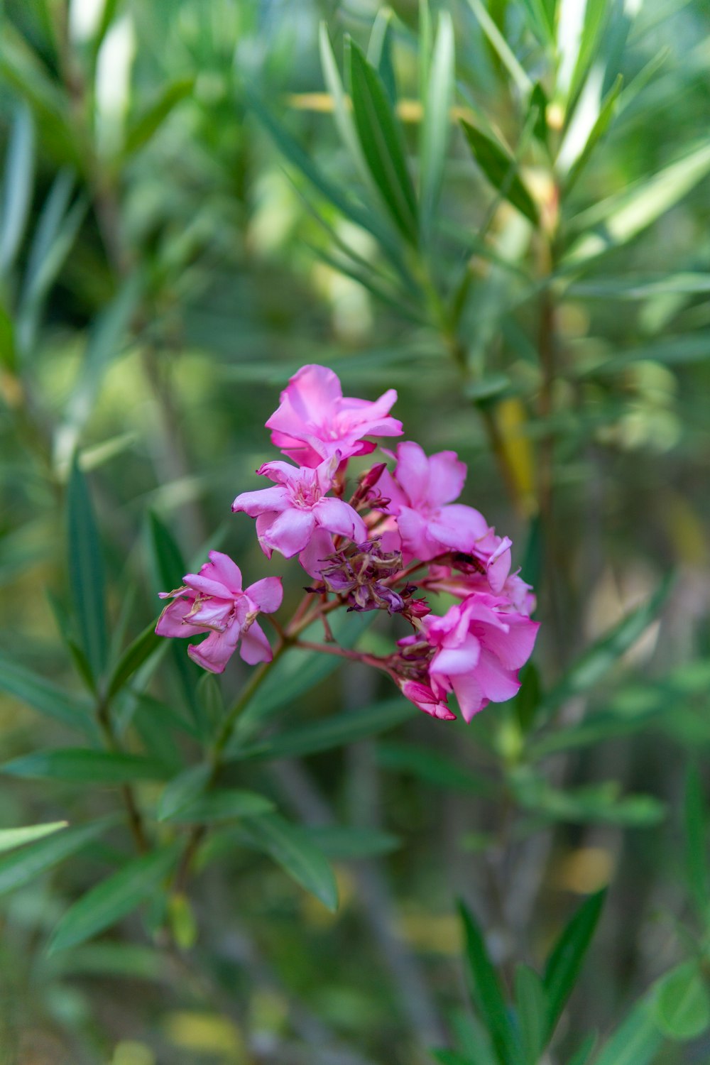 a group of flowers