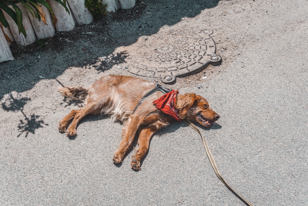 a dog with a leash on a leash