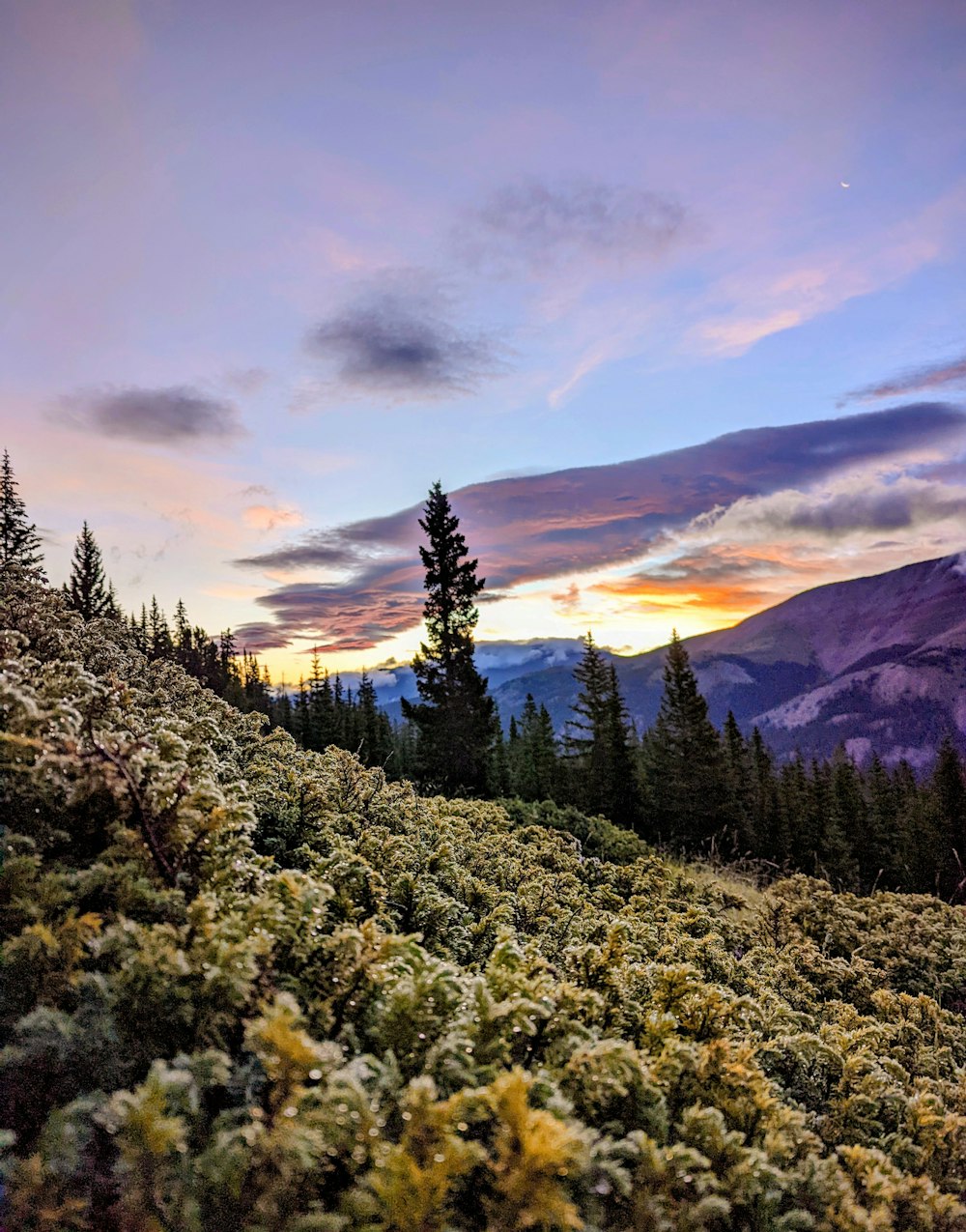 a landscape with trees and mountains in the background