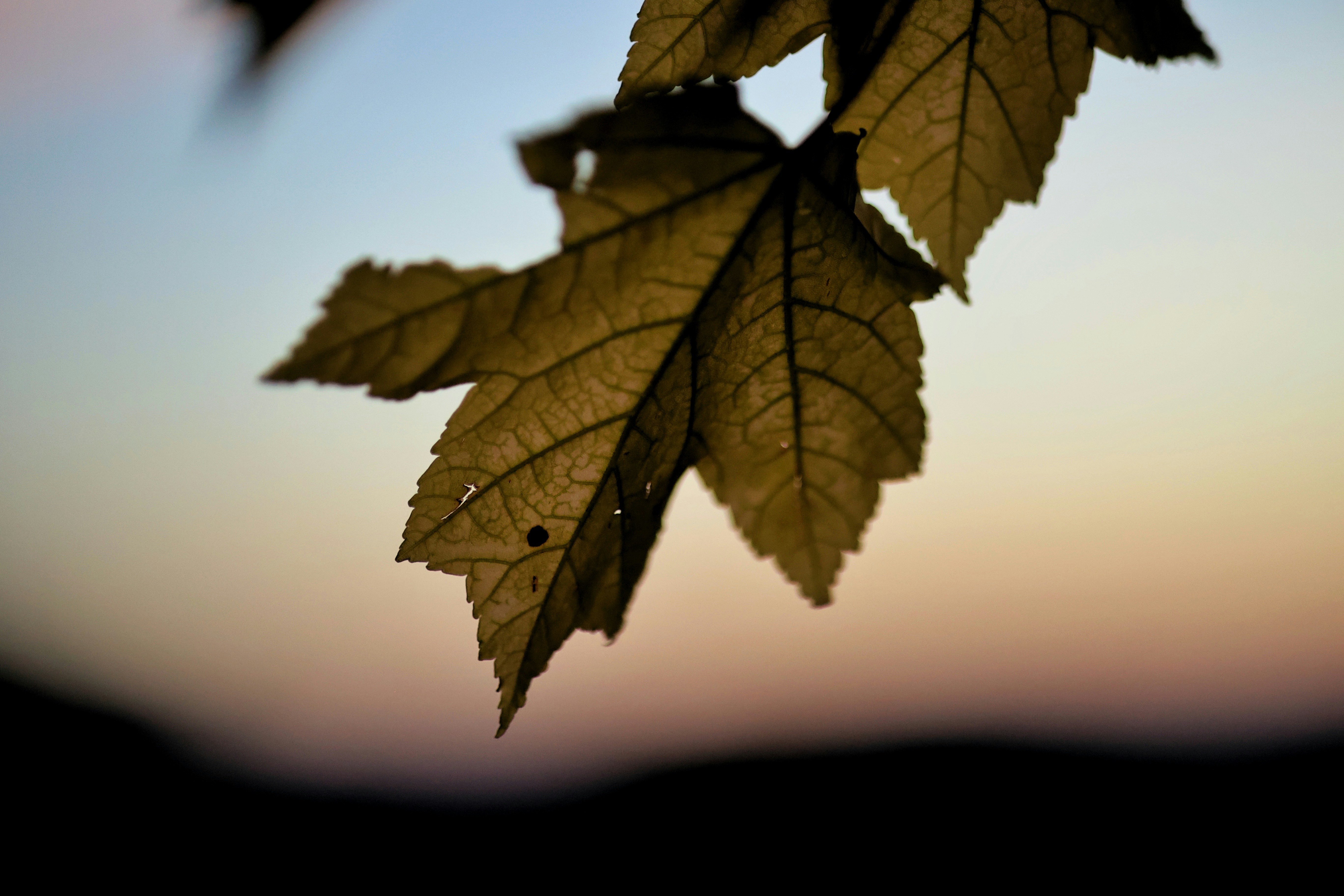 Photo by joshua_hoehne