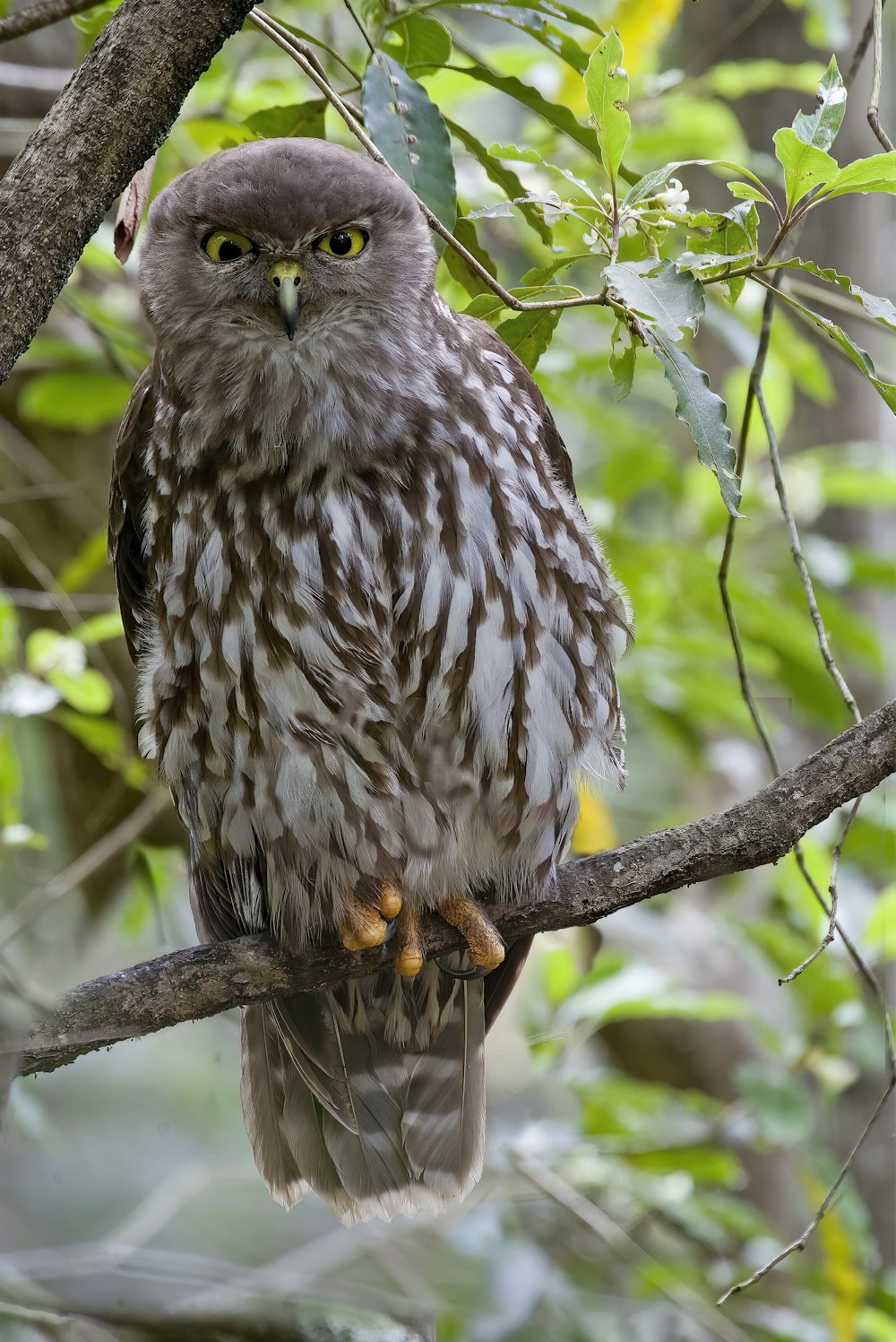 an owl perched on a branch