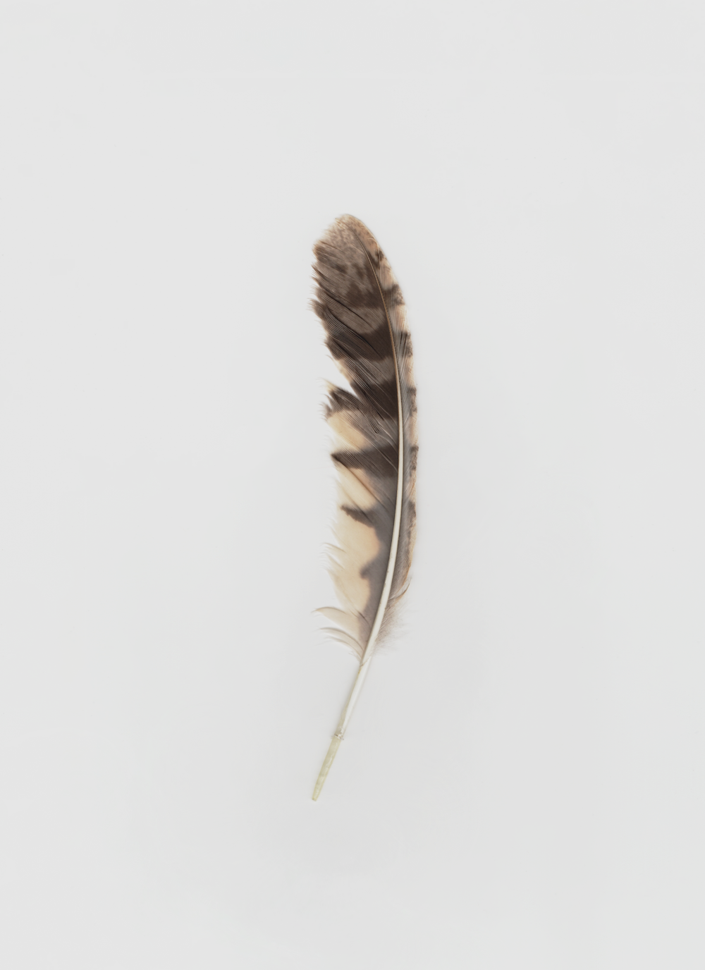 a feather on a white background