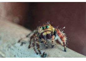 A close-up of a vibrant and colorful jumping spider with striking green eyes and hairy legs, perched on a surface. The background is blurred, highlighting the detailed texture of the spider's body.