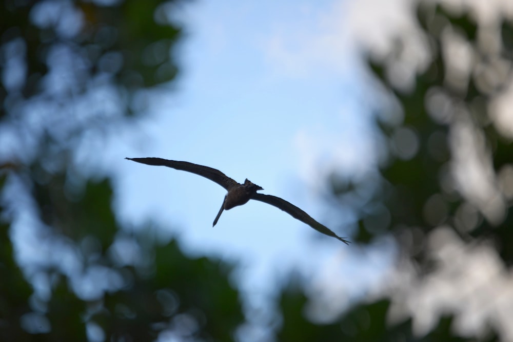 a bird flying in the air