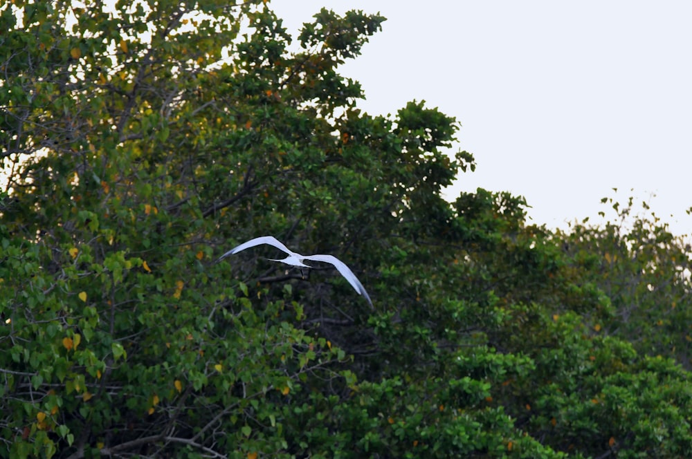 a bird flying over a tree