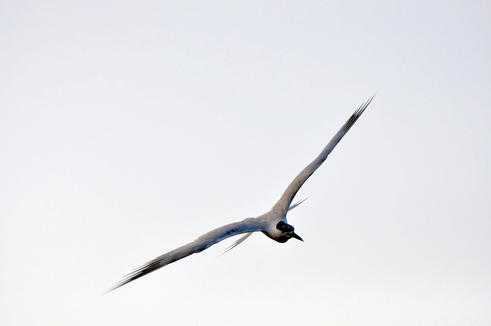 a bird flying in the sky