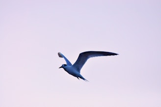 a bird flying in the sky