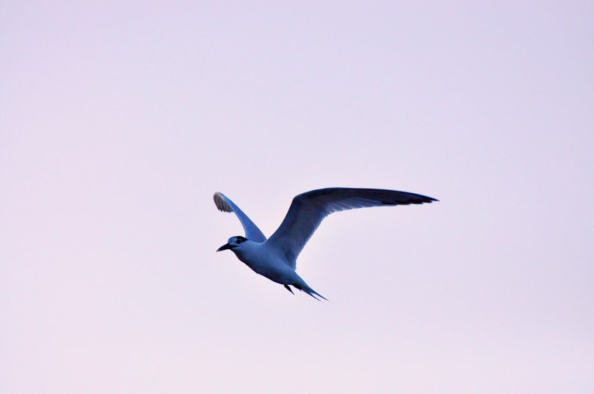 a bird flying in the sky