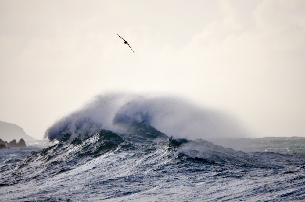 a bird flying over a wave