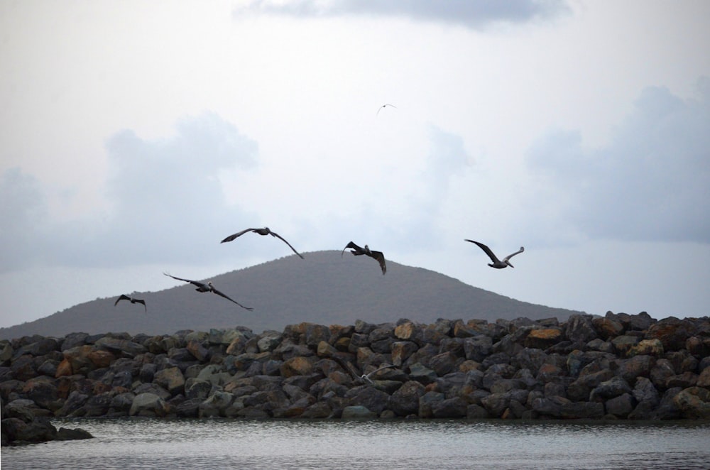 birds flying over rocks