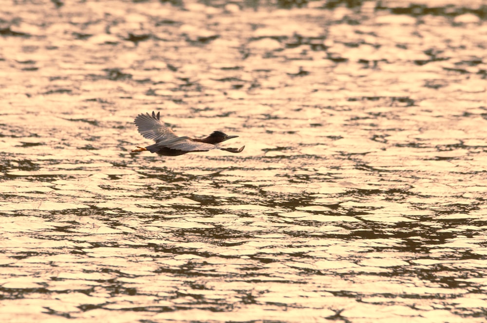 a bird flying over water