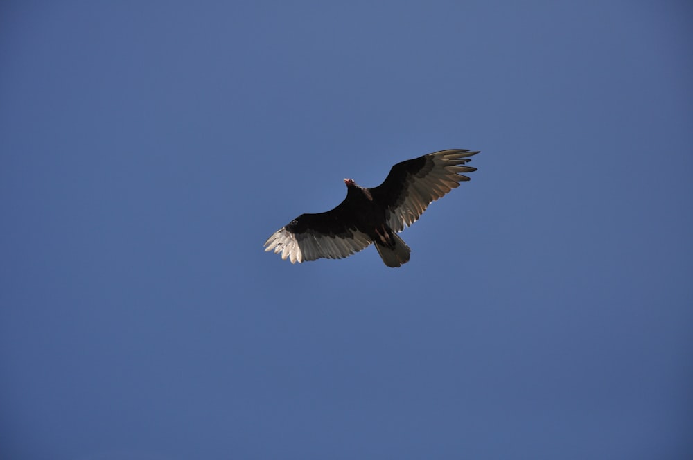 a bird flying in the sky