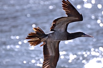 A large bird with brownish feathers is captured mid-flight with wings fully spread. The background is a bright, reflective body of water that creates a bokeh effect with circular highlights. The bird's wings catch the light, emphasizing their detailed patterns.