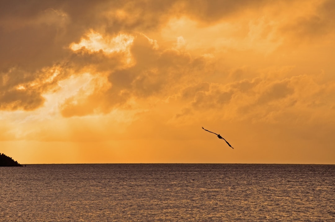 a bird flying over water,