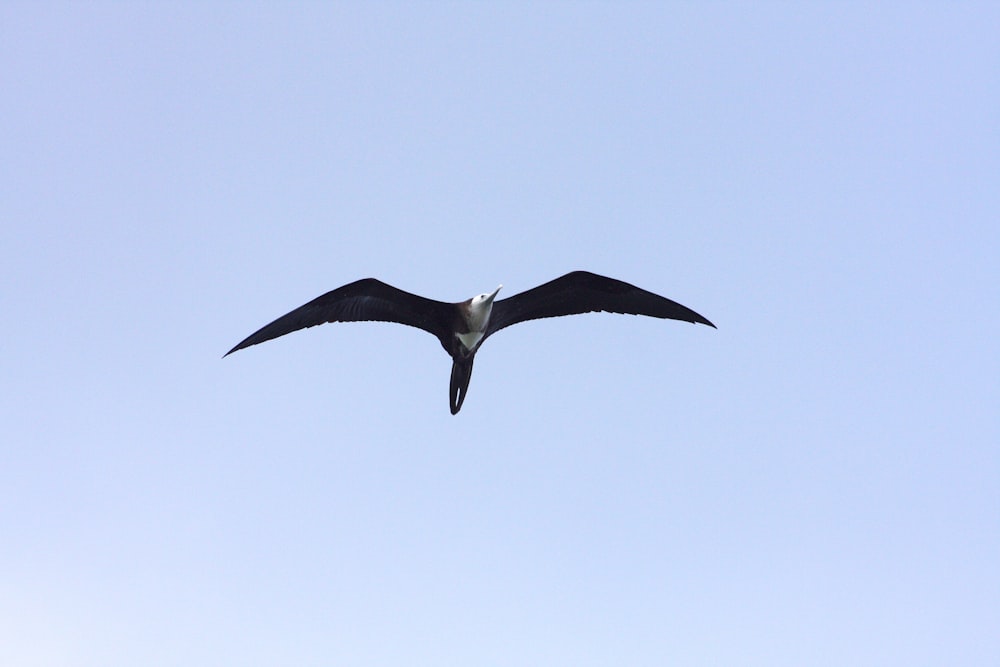 a bird flying in the sky