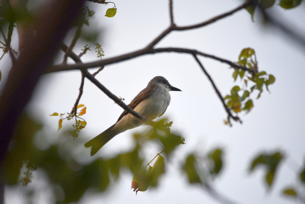 a bird sits on a branch