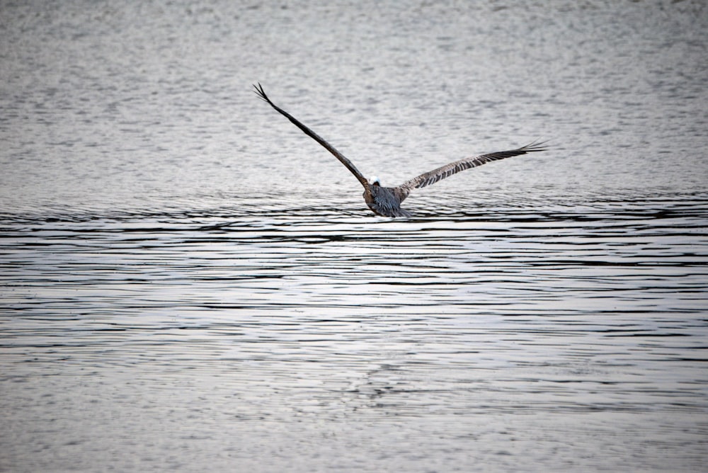 a bird flying over water