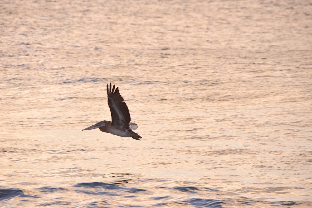 a bird flying over water