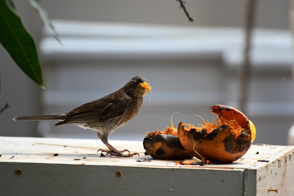 a bird eating food
