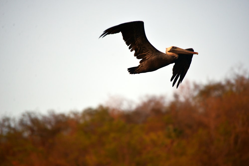 a bird flying in the air