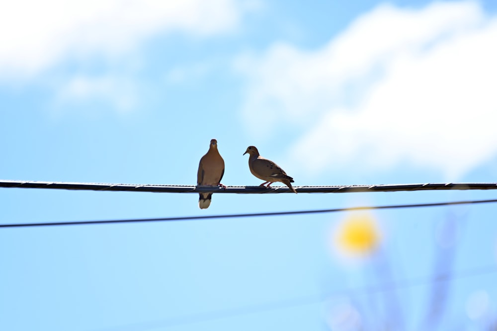 birds sitting on a wire