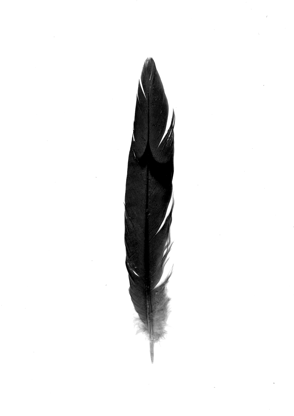 a feather on a white background