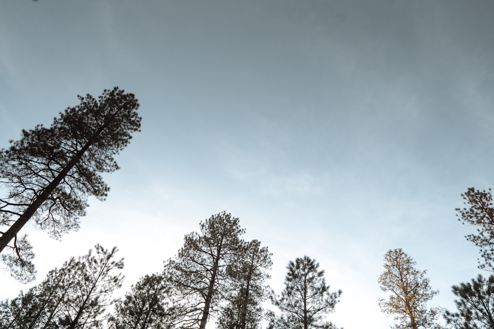 a group of trees