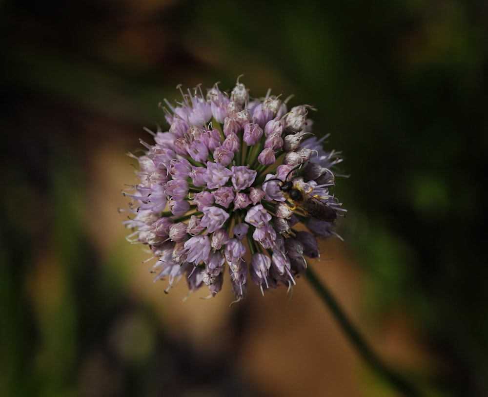 a close up of a purple flower