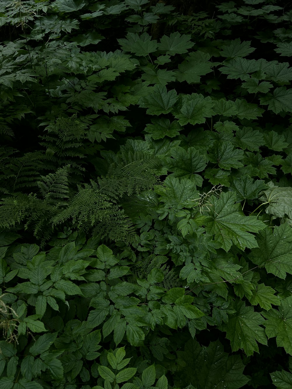 a large group of green plants