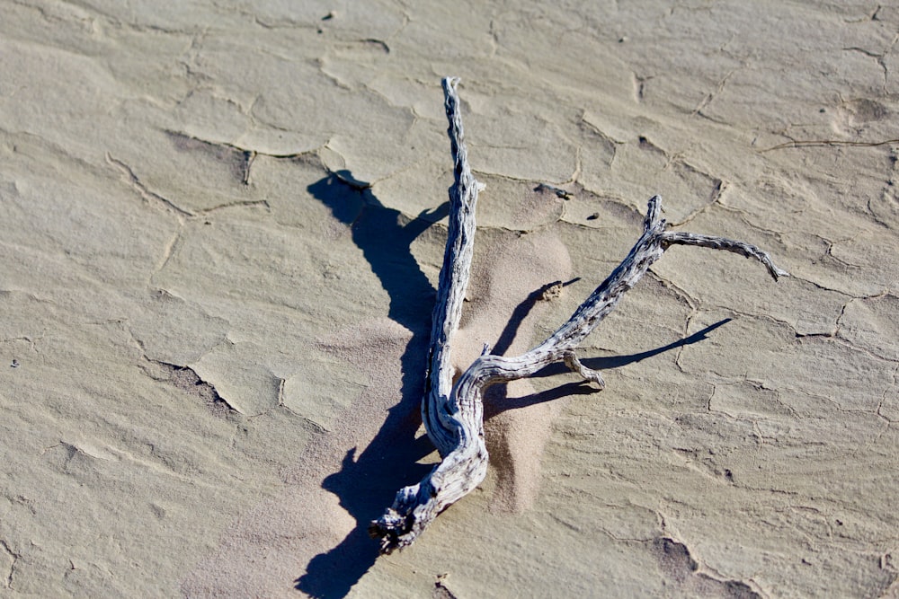 a lizard on a rock