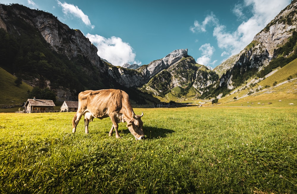 a cow grazing in a field