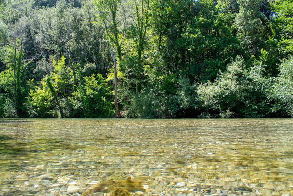 a body of water with trees around it