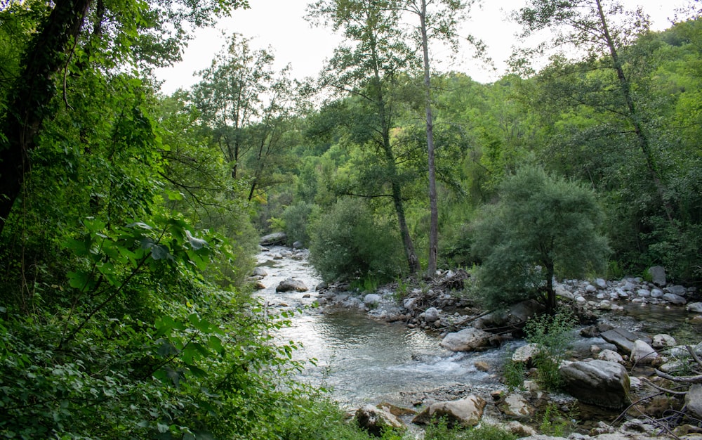 a river running through a forest