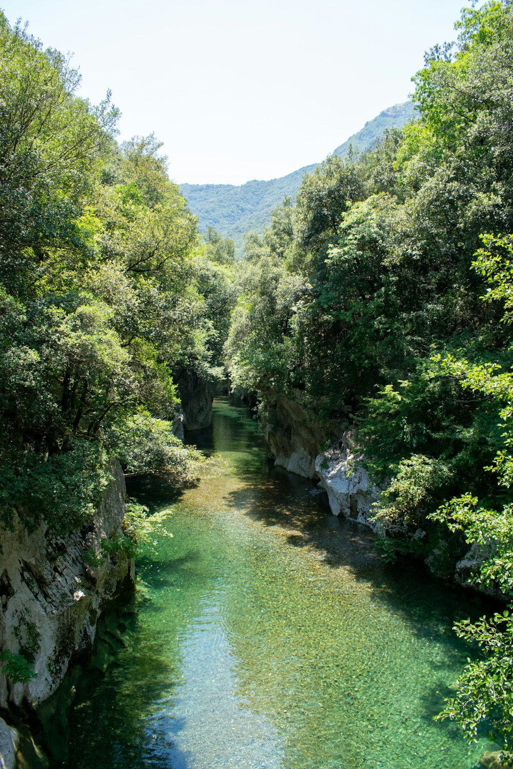 a river running through a forest