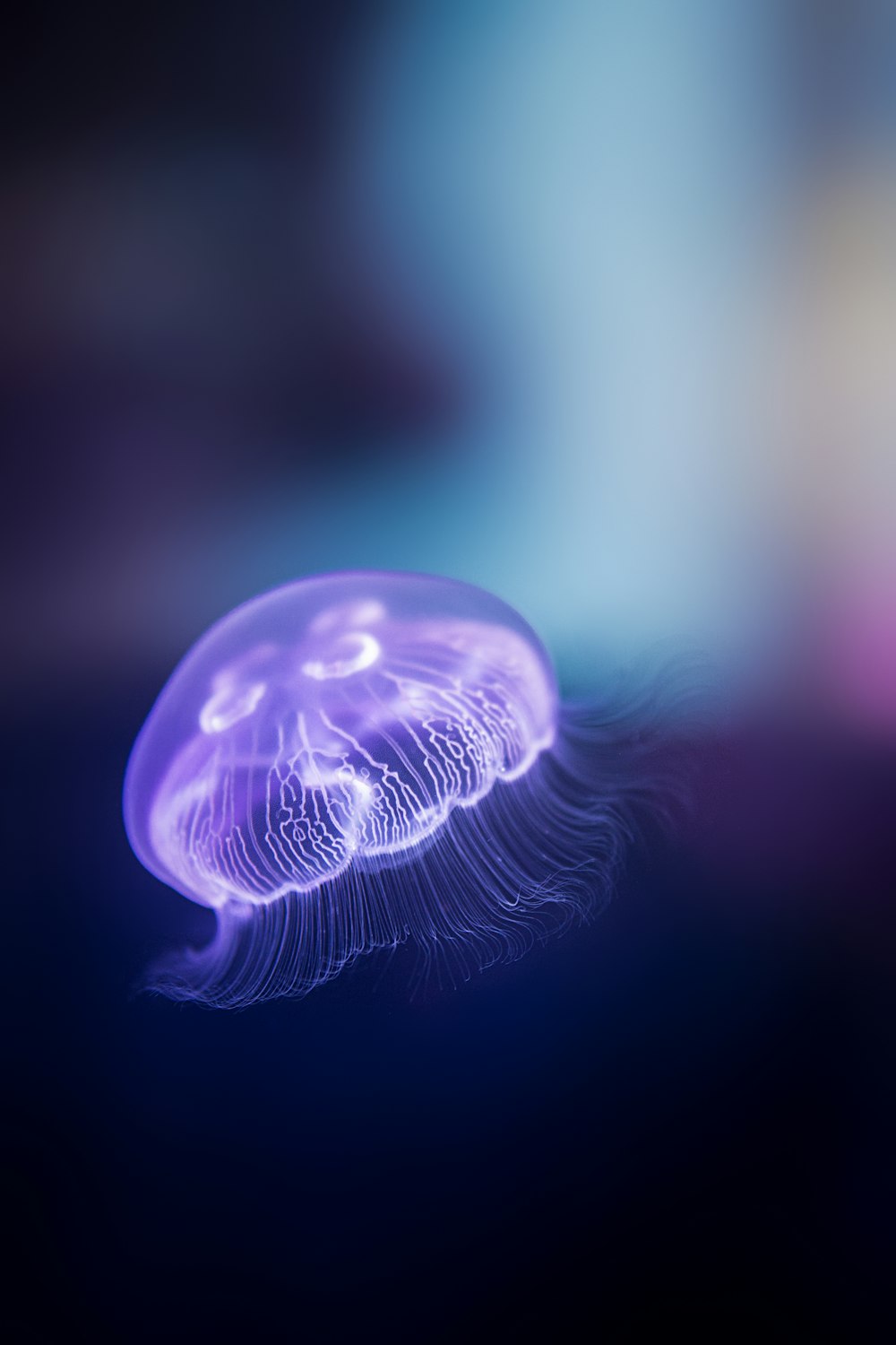 a jellyfish in the water