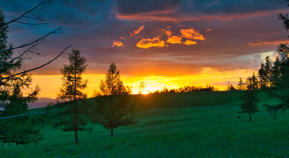 a grassy field with trees and a sunset in the background