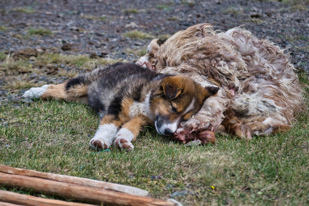 a couple of dogs lying on the grass