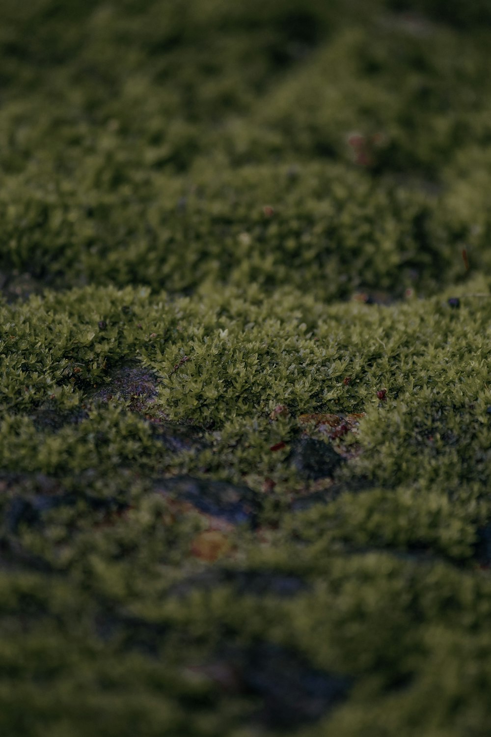 a close up of some moss