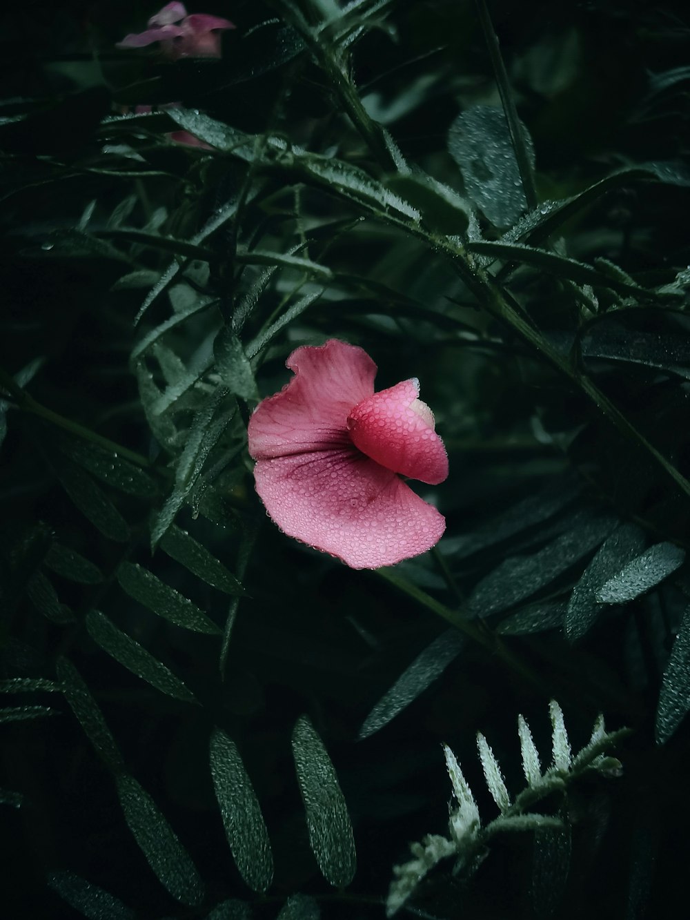 a pink flower on a bush